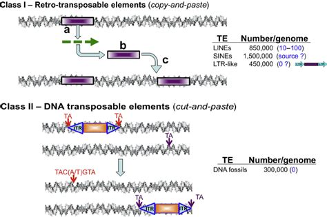 2 Transposable elements in the human genome. Transposable elements,... | Download Scientific Diagram