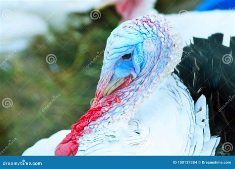 Head of an Adult Male Turkey Close Up Stock Photo - Image of blue, farm ...