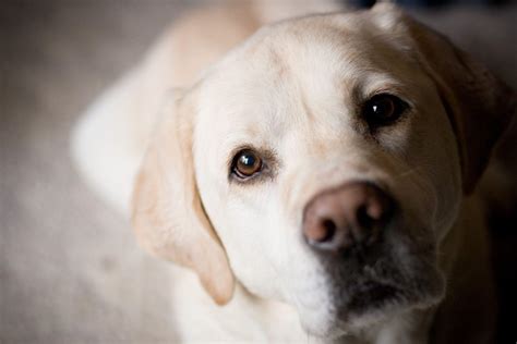 Labrador Retriever Wallpapers - Wallpaper Cave