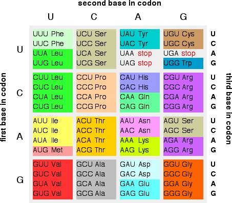 Protein Synthesis 1 - Chemistry LibreTexts