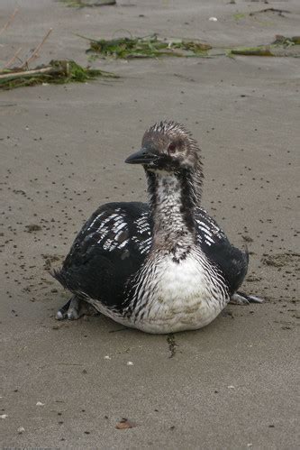 2 of 6 Pacific Loon in distress, rescued by Dani Nicholson… | Flickr