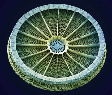 Diatom, Sem by Steve Gschmeissner