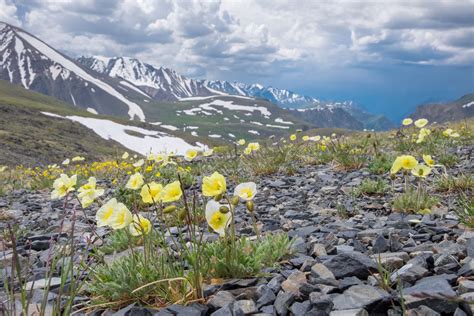 Climate Change Is Pushing Plants Into Arctic, Disrupting Tundra ...