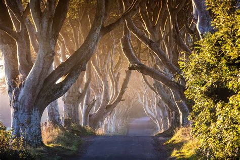 The Dark Hedges, Northern Ireland - The Complete Guide