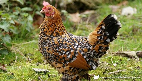 a brown and black chicken standing in the grass