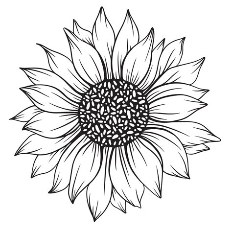 sunflower line art, sunflower line drawing, floral line drawing ...