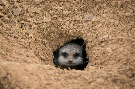 Burrowing Animals Diagram