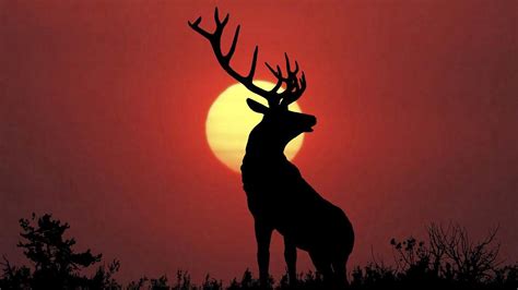 Deer Wallpapers - Wallpaper Cave