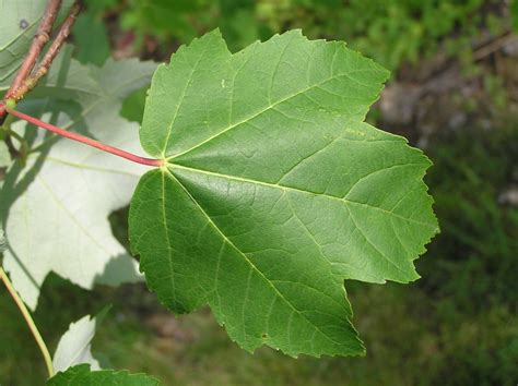 Red Maple Tree Leaf Identification