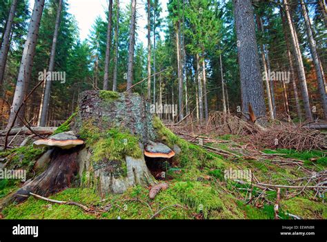 Bavarian Forest National Park, Bayerischer Wald, Bavaria, Germany Stock ...