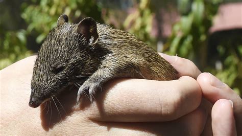 Bandi the cute bandicoot still healthy | Mandurah Mail | Mandurah, WA