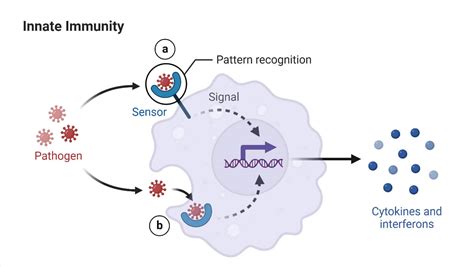 Innate vs. Acquired Immunity (Definition, Types, Examples)