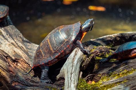 Painted Turtle on a Log stock photo. Image of picta, pond - 74476950