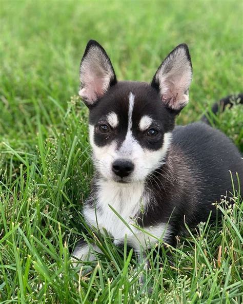 Husky Chihuahua (Chihuahua & Husky Mix) Info, Pictures, Facts, FAQs & More