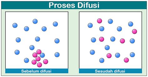 Difusi adalah : Pengertian, Proses, dan Contoh | Freedomsiana