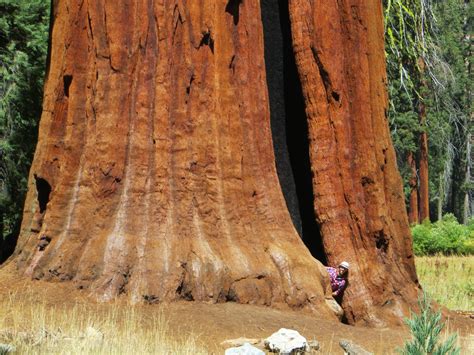 Travel All Together | Endless Travel Together | Giant sequoia trees, Sequoia tree, Tree