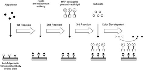 Adiponectin ELISA Research Kits