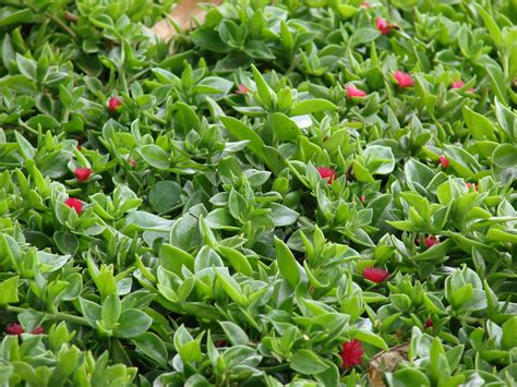 Aptenia cordifolia ground cover | Ground cover, Succulent ground cover, Ground cover plants