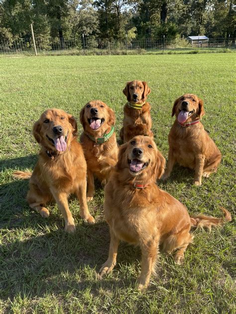 Big Lake Golden Retrievers – Golden Retriever Puppies Louisiana