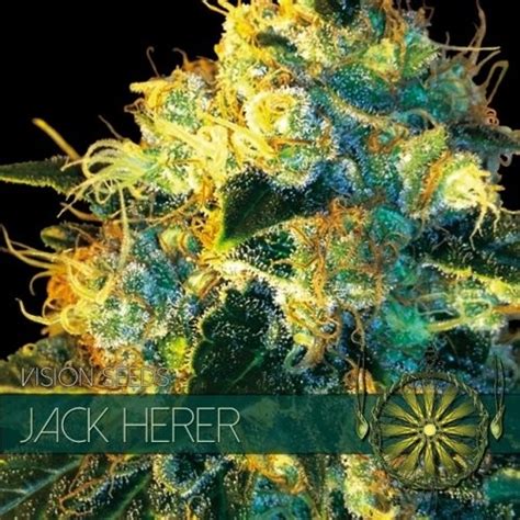 Jack Herer - Información De Variedad - CannaConnection