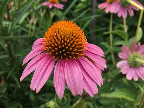 Prairie Plants, Bushes & Wildflowers | Office of Sustainability