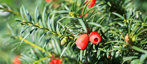 Pruning the English yew – Bakker.com