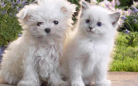 BEAUTY in #white .................. #cute #fluffy #CAT #KITTY #cats #kitten #kitties #dog #puppy ...