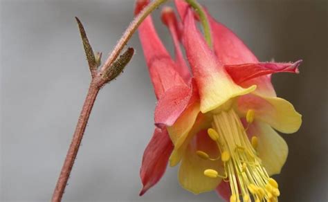 Adkins Arboretum Announces Spring Open House, Native Plant Sale - Talbot Spy