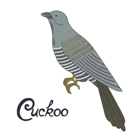 Premium Vector | Bird cuckoo vector illustration