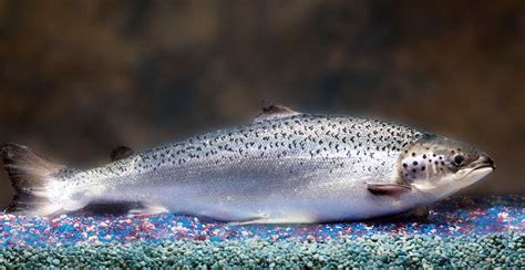 A brief look at genetically modified salmon - Responsible Seafood Advocate