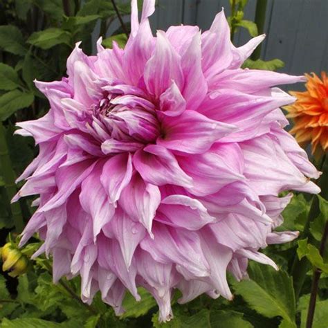 Big Dahlias: Pennsgift Giant Dahlia Tubers | Dahlias garden, Dahlia, Beautiful flowers