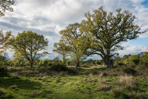 Hatfield Forest Lake. - Photography by Mark Seton