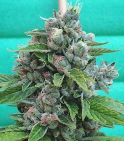 Sour Cookies (Mamiko Seeds) :: Cannabis Strain Info