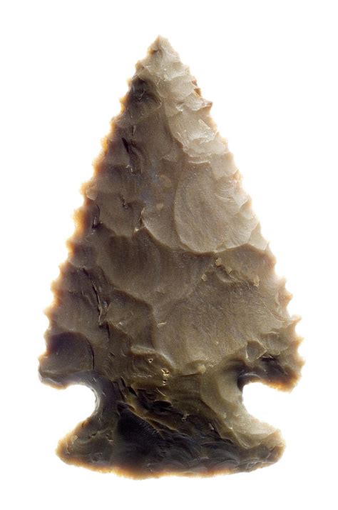 Native American Arrowhead by Daniel Sambraus/science Photo Library