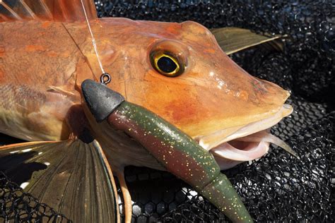 Catching Gurnard - Top Tips - The Fishing Website