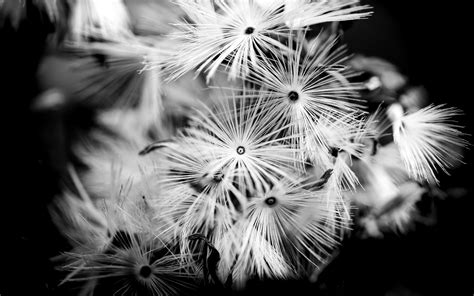 Download wallpaper 3840x2400 flowers, fluff, macro, black and white 4k ultra hd 16:10 hd background