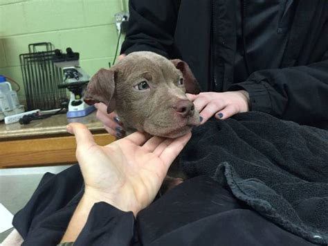 Abused Puppy Thrown From Car On East Side Of Indianapolis: IMPD ...