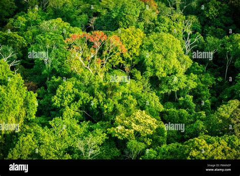 Guiana amazonian national park hi-res stock photography and images - Alamy