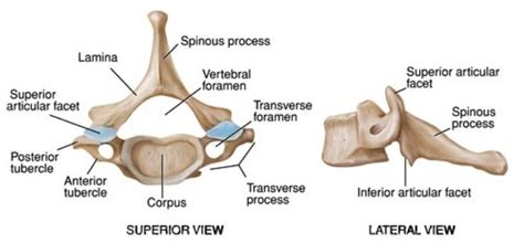 Vertebrae, Thoracic vertebrae, Cervical