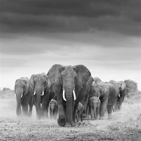 Moving the Herd | Herd of elephants, Elephant photography, Animals