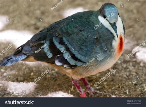 Injured Bird Stock Photo 57697522 : Shutterstock