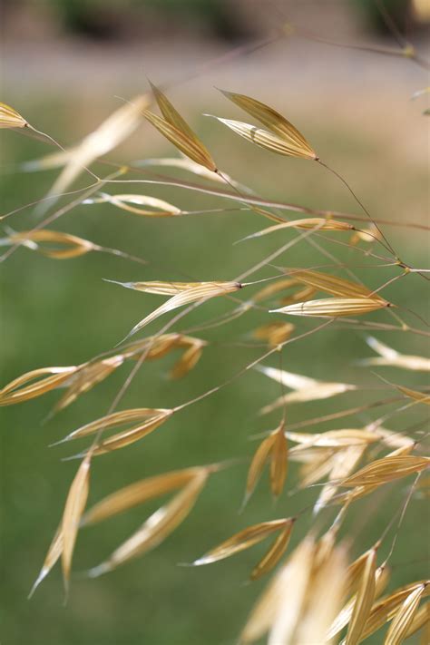 Seeds of Stipa gigantea | Plant leaves, Plants, Garden