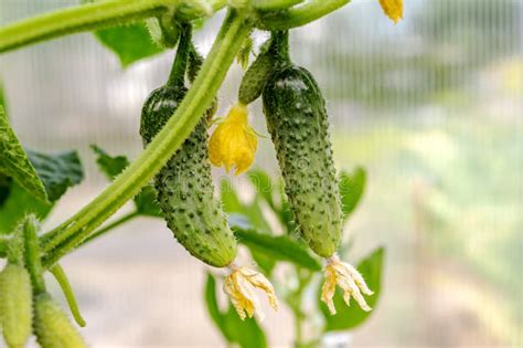 Growth and Blooming of Greenhouse Cucumbers, Growing Organic Food ...