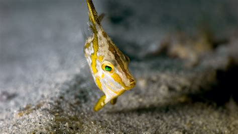 Long-Spined Tripod Fish – Juvenile | Underwater Photography by Simon Ilett