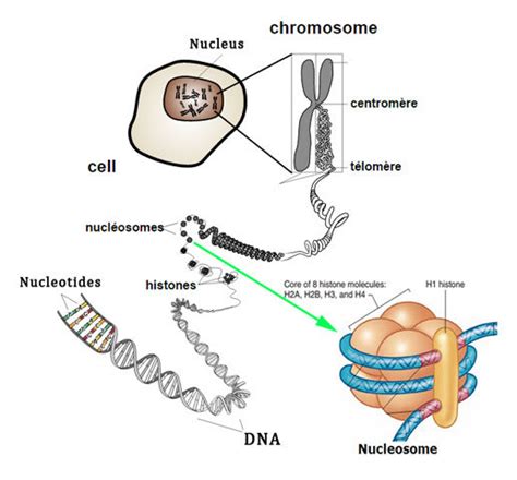 Histone Structure