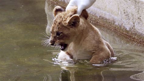 Adorable lion cubs pass swim test at National Zoo - TODAY.com