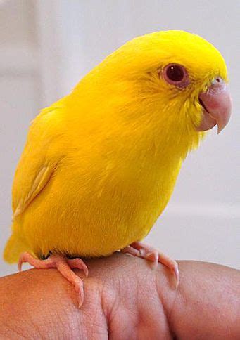 8 Top Yellow Parrots to Keep as Pets