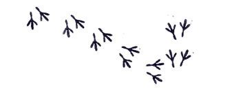 Bird tracks clipart 20 free Cliparts | Download images on Clipground 2024