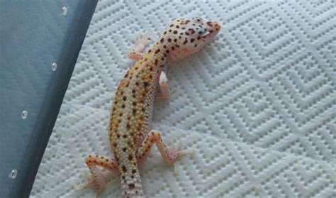 Leopard Gecko Vivarium and Tank Cleaning - Leopard Gecko Care