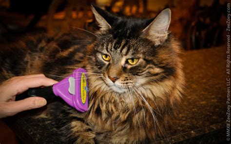 How to Prevent Hairballs in Cats - #Pet Hair Solutions from FURminator | Zee & Zoey's Cat Chronicles